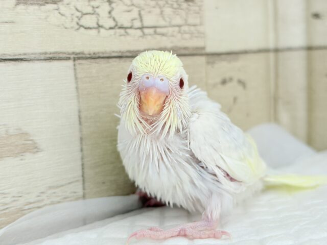 【最新画像更新🪄】唯一無二の美しさ🐥🫧セキセイインコ(ファロー) ヒナ セキセイインコ