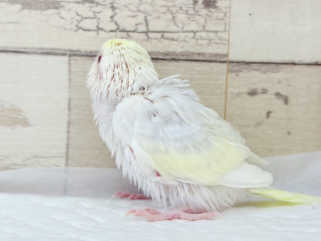 【最新画像更新🪄】唯一無二の美しさ🐥🫧セキセイインコ(ファロー) ヒナ セキセイインコ