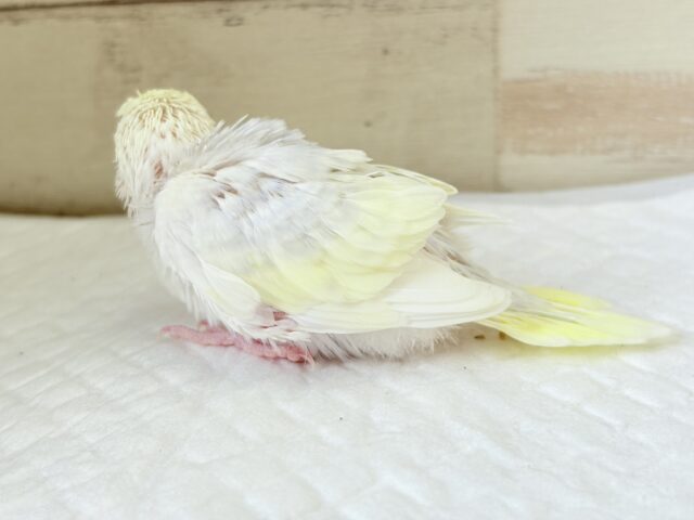 【最新画像更新🪄】唯一無二の美しさ🐥🫧セキセイインコ(ファロー) ヒナ セキセイインコ