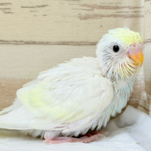 ホイップ多め🧁レモンケーキ🍋セキセイインコ(クリーム) ヒナ
