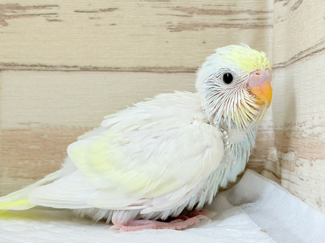 ホイップ多め🧁レモンケーキ🍋セキセイインコ(クリーム) ヒナ