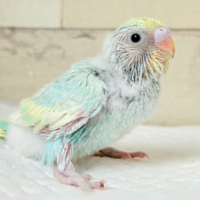 しゅわしゅわ🫧クリームソーダ🧃セキセイインコ(パステルカラーレインボー) ヒナ