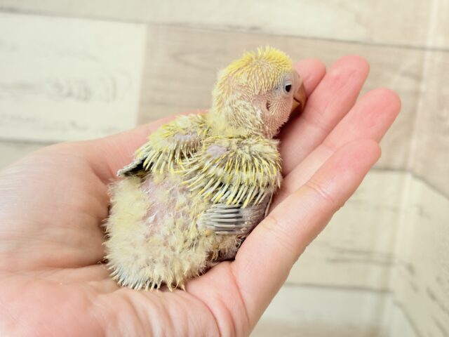 コザクラインコ（小桜インコ）