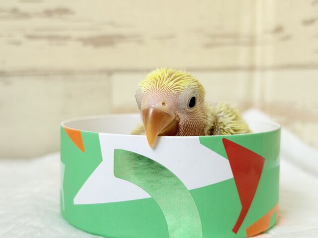 コザクラインコ（小桜インコ）