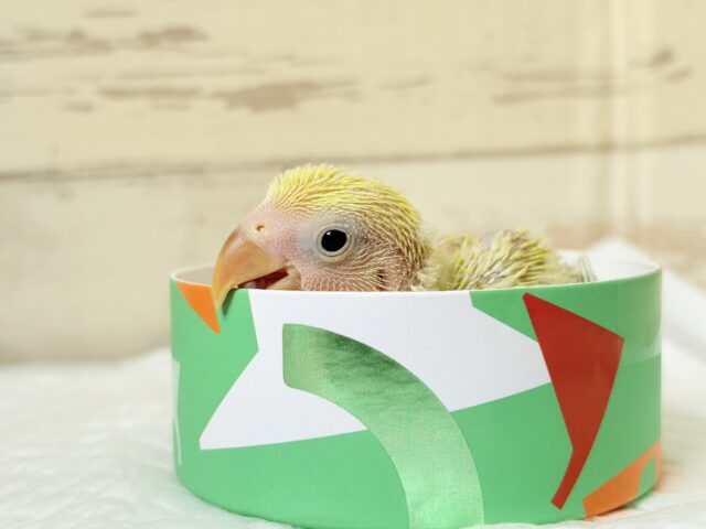 コザクラインコ（小桜インコ）