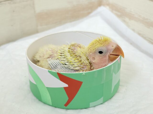 コザクラインコ（小桜インコ）