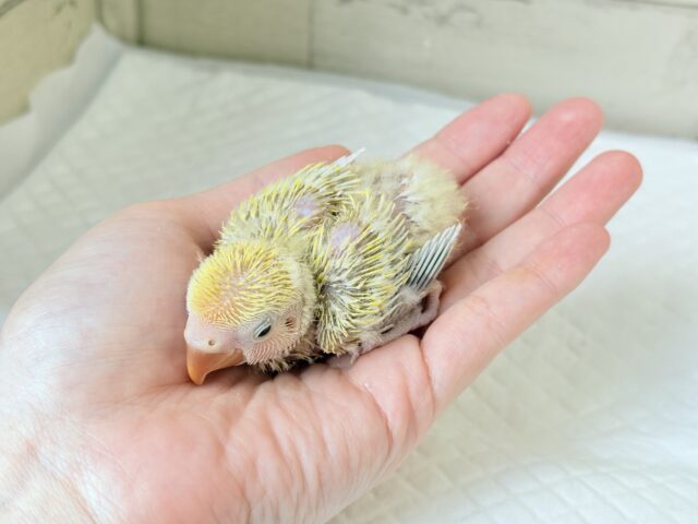 コザクラインコ（小桜インコ）