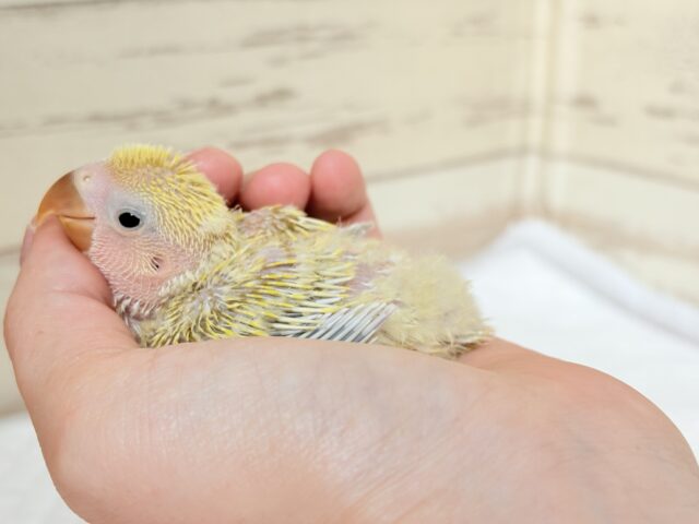 コザクラインコ（小桜インコ）