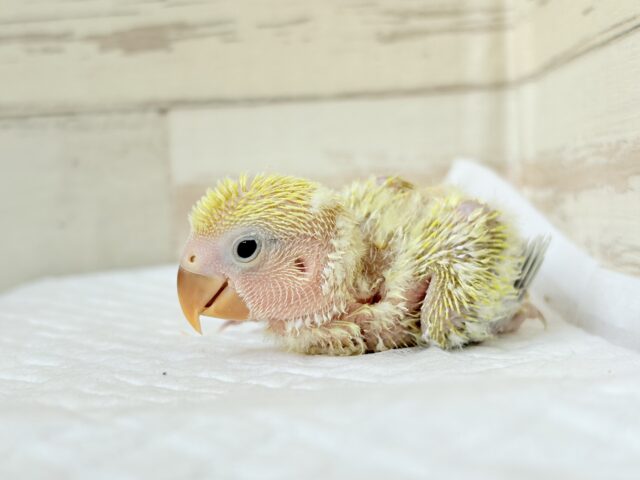 コザクラインコ（小桜インコ）