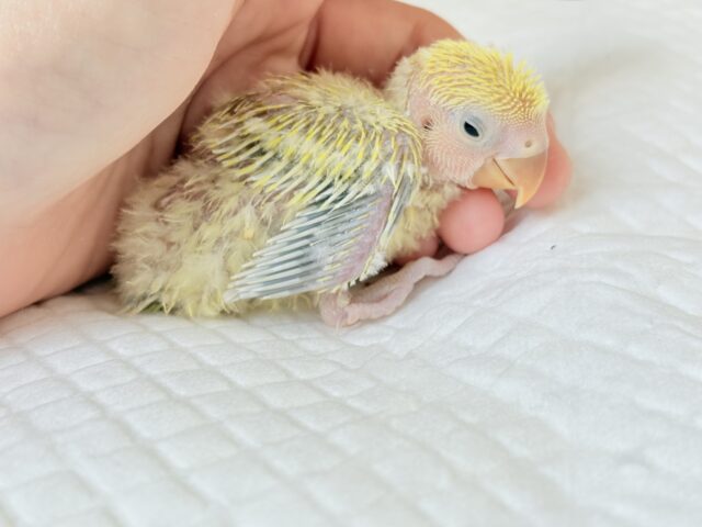 コザクラインコ（小桜インコ）