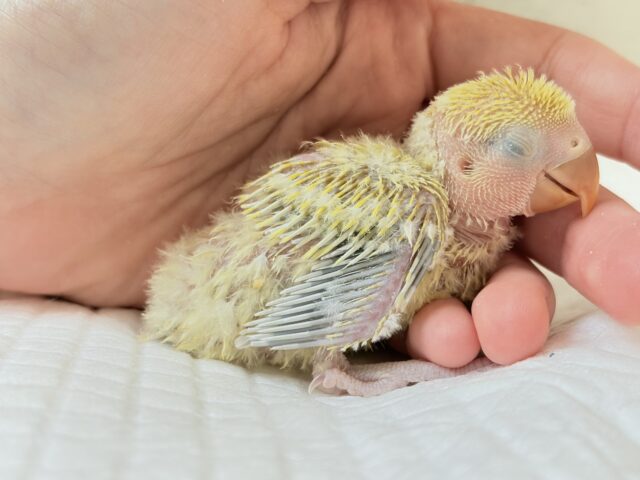 コザクラインコ（小桜インコ）