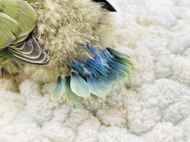 コザクラインコ（小桜インコ）