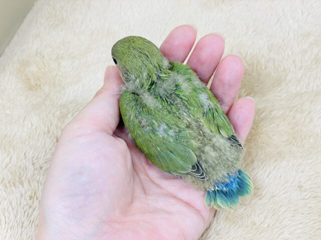コザクラインコ（小桜インコ）