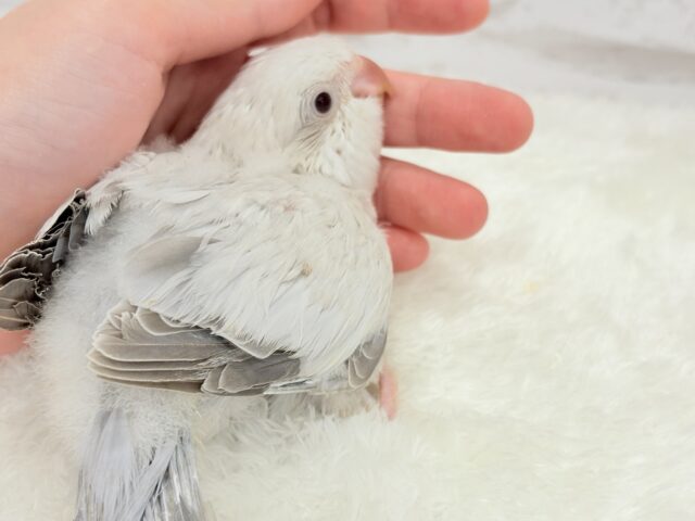 オキナインコ