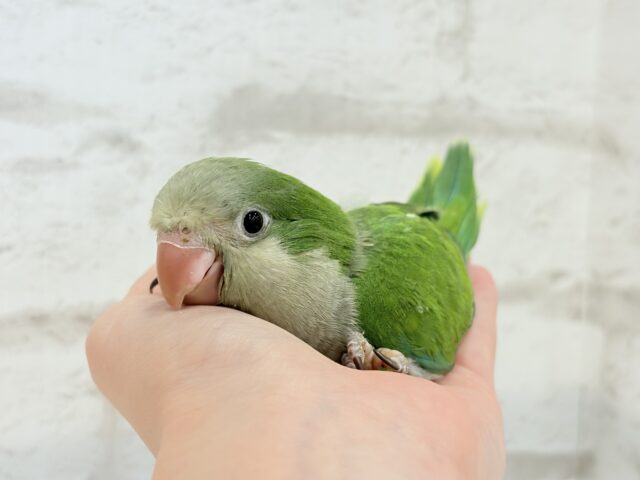 オキナインコ