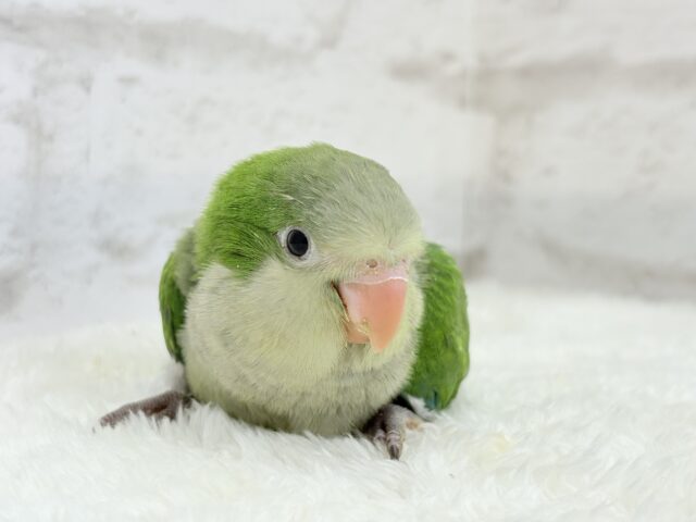 オキナインコ