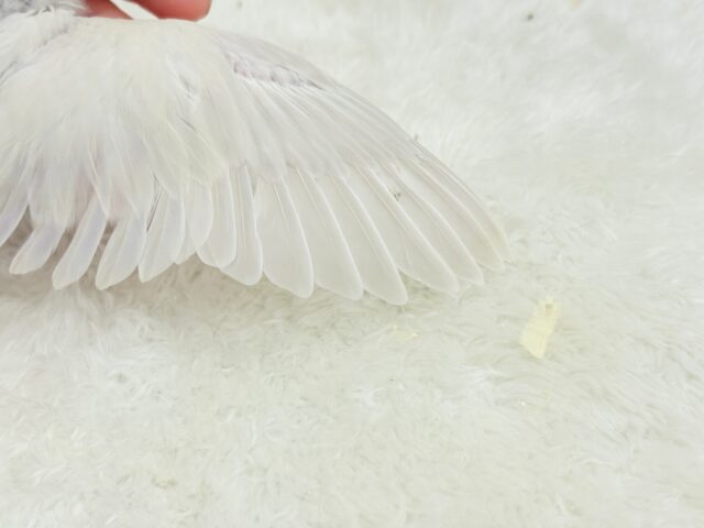 コザクラインコ（小桜インコ）