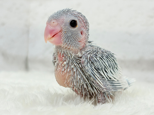 可愛すぎちゃう2頭身ガール🐥🩵マメルリハ(アメリカンホワイト)女の子 ヒナ