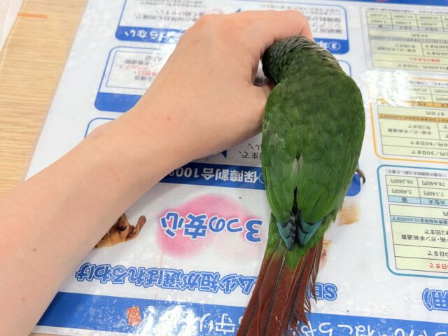ホオミドリウロコインコ