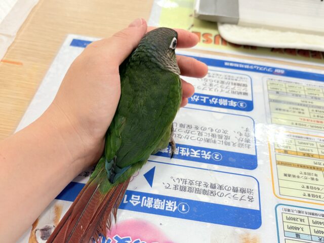 ホオミドリウロコインコ