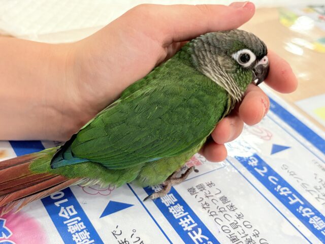 ホオミドリウロコインコ