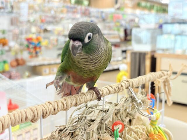 ホオミドリウロコインコ