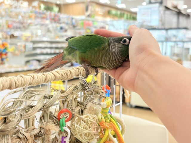 ホオミドリウロコインコ