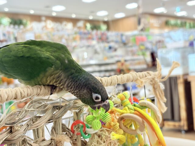 ホオミドリウロコインコ