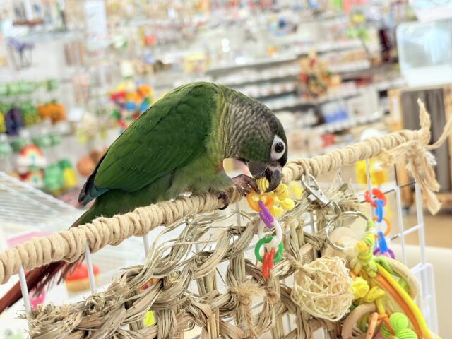 ホオミドリウロコインコ