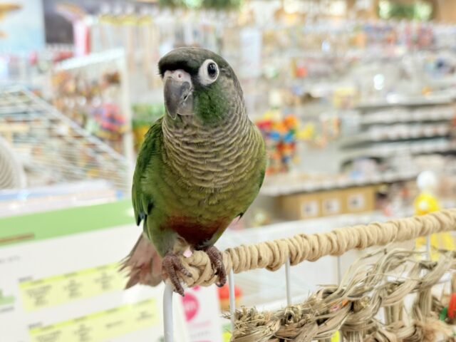 ホオミドリウロコインコ