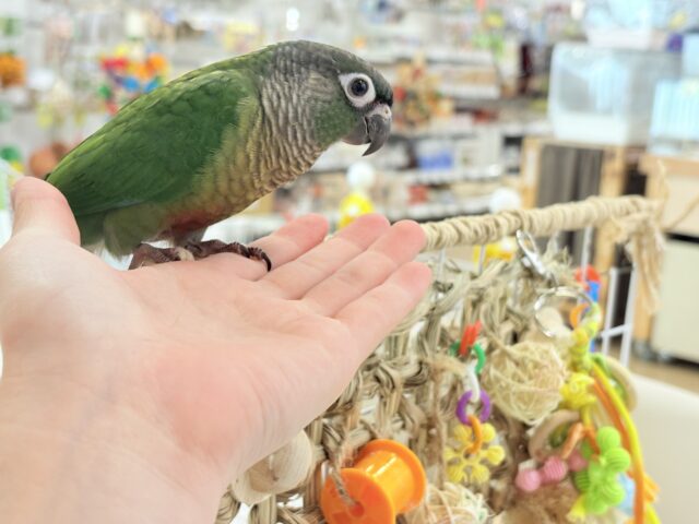 ホオミドリウロコインコ