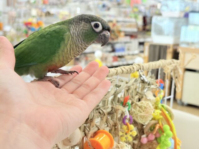 ホオミドリウロコインコ