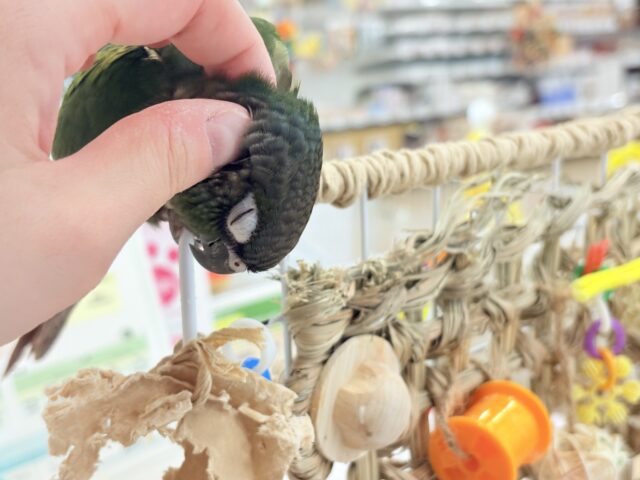 ホオミドリウロコインコ