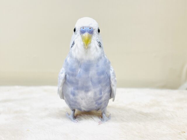 淡いカラーがオシャレ💜セキセイインコ（ライラック）