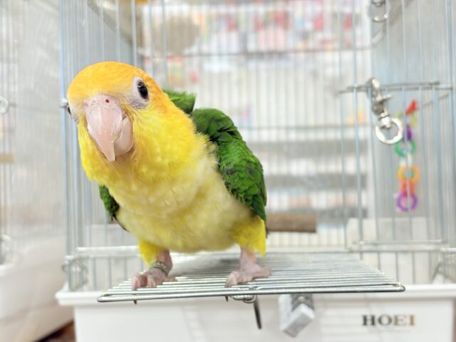 シロハラインコ