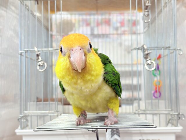 シロハラインコ