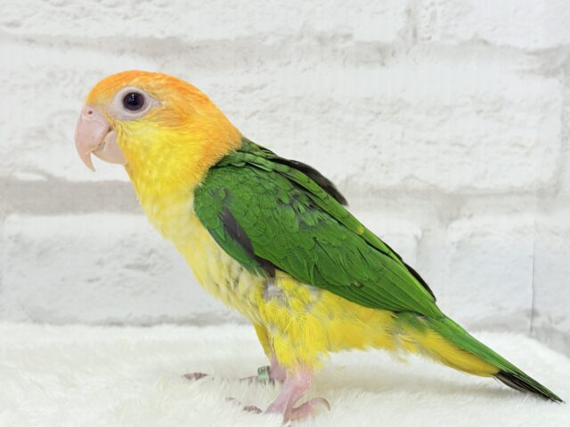 シロハラインコ