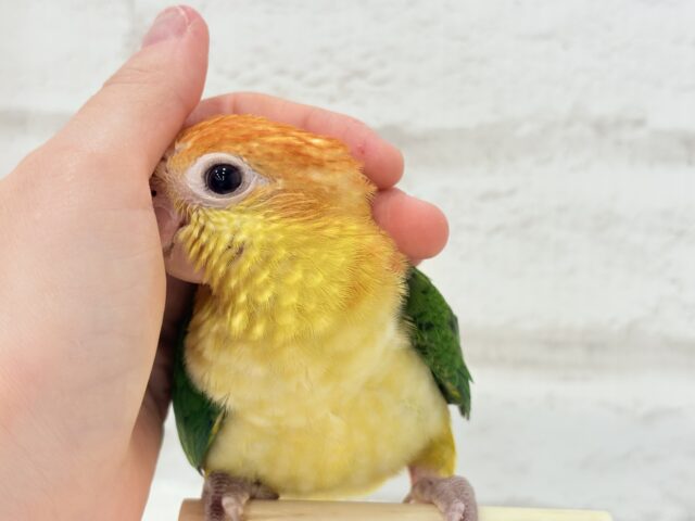 シロハラインコ