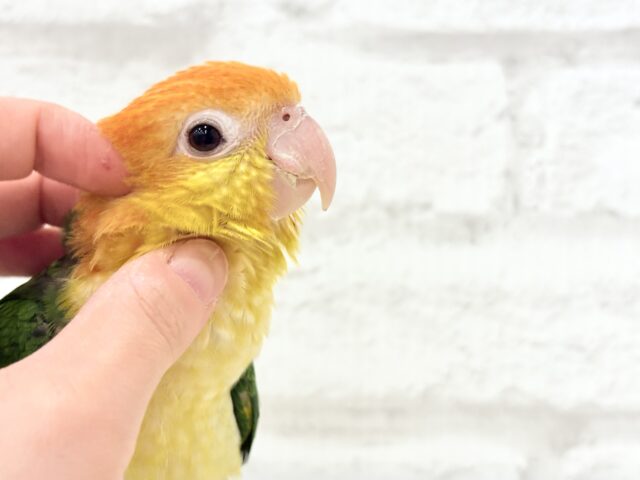 シロハラインコ