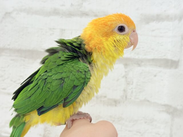 シロハラインコ