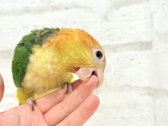 シロハラインコ