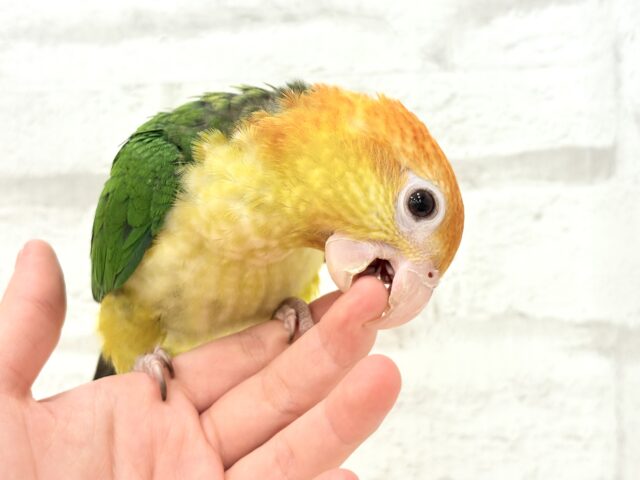 シロハラインコ