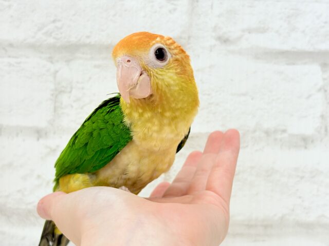 シロハラインコ