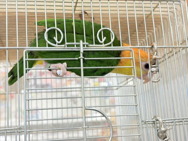 シロハラインコ