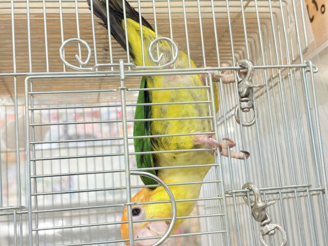 シロハラインコ