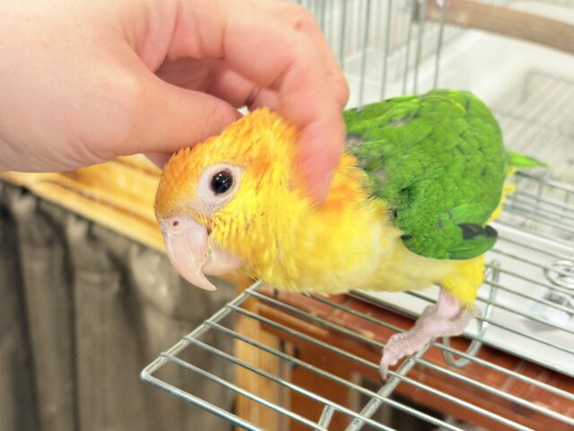 シロハラインコ