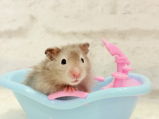 ゴールデンハムスター