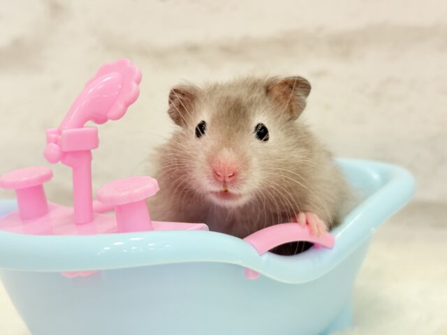 いい湯だな~♩♩セーブルハムスター(男の子) ゴールデンハムスター