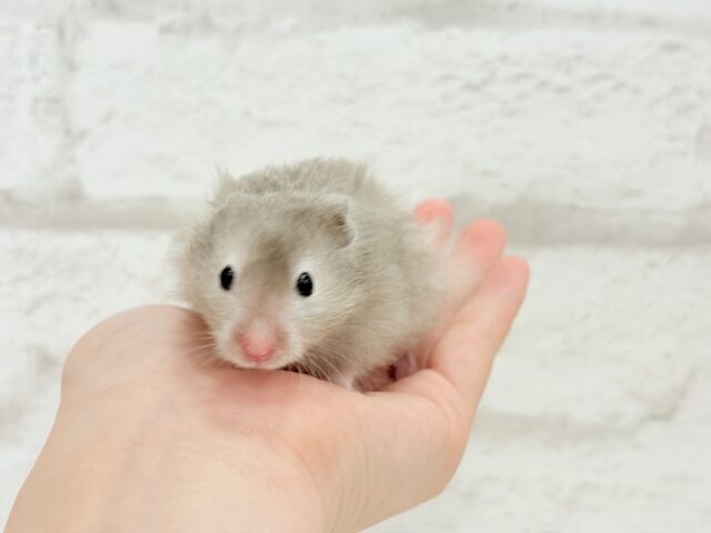 ゴールデンハムスター