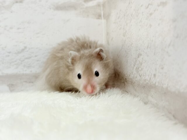 ゴールデンハムスター